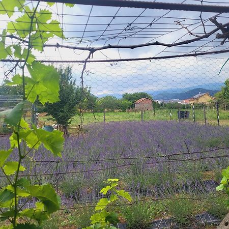 Salvia E Rosmarino - Affittacamere In Liguria ヴィッラノーヴァ・ダルベンガ エクステリア 写真