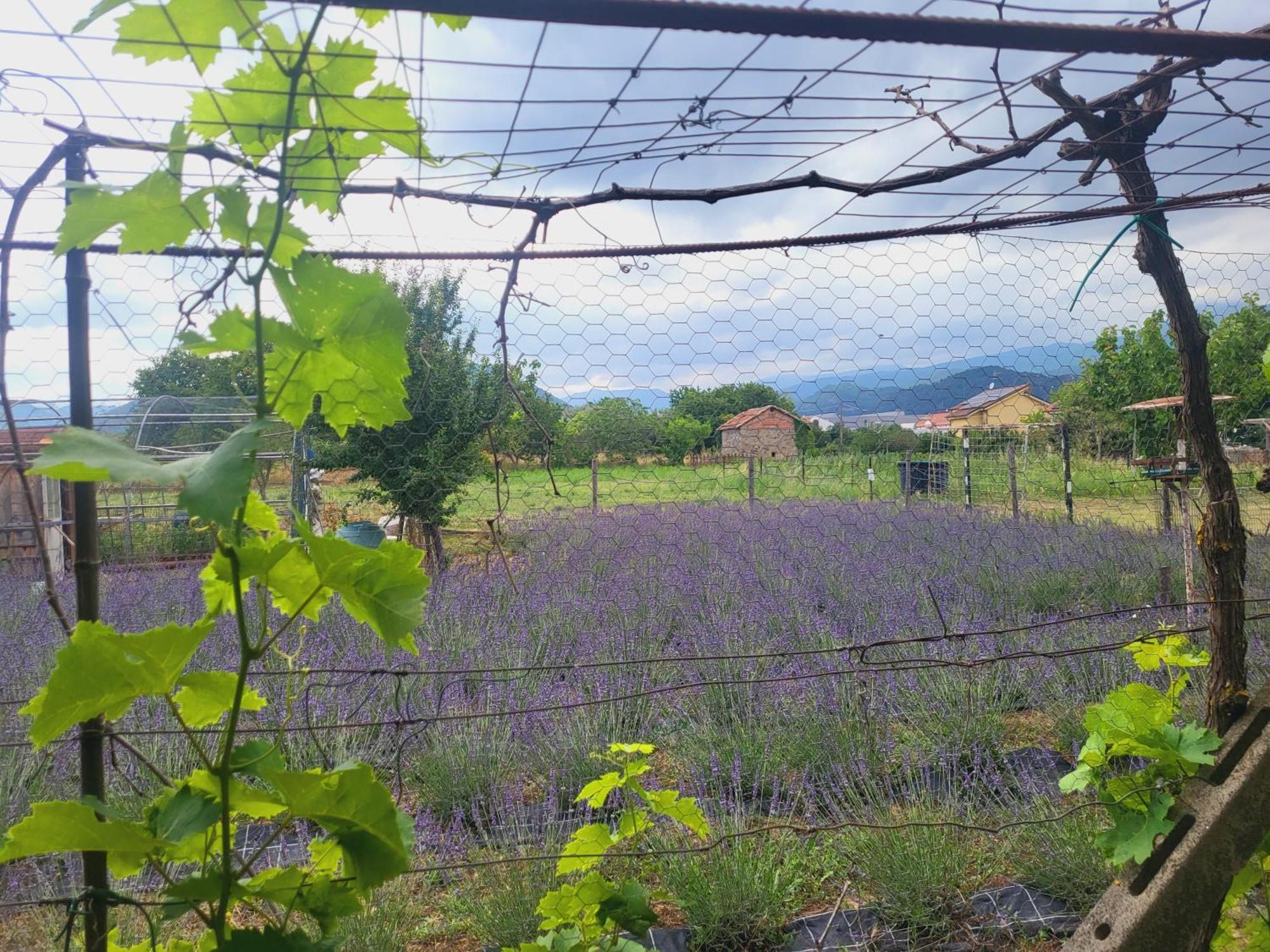 Salvia E Rosmarino - Affittacamere In Liguria ヴィッラノーヴァ・ダルベンガ エクステリア 写真