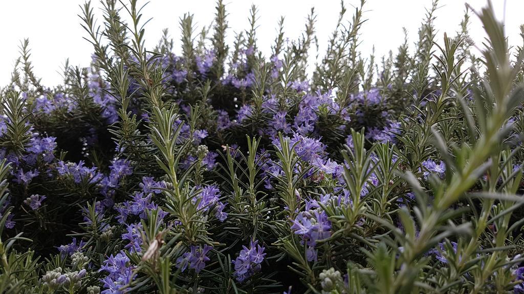 Salvia E Rosmarino - Affittacamere In Liguria ヴィッラノーヴァ・ダルベンガ エクステリア 写真